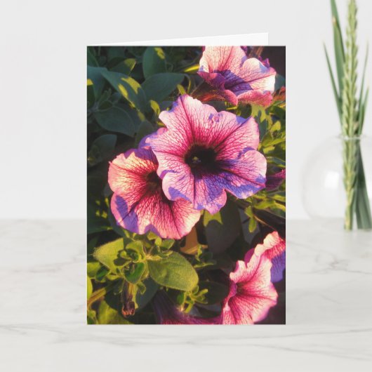 Roze petunia Bloedtuin Kaart (Voorkant)