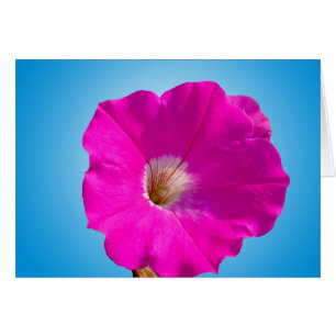 roze petunia bloem in blauw.