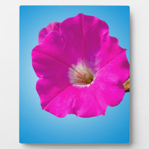 roze petunia bloem op blauwe achtergrond. fotoplaat