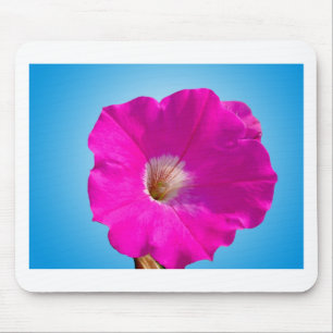 roze petunia bloem op blauwe achtergrond. muismat