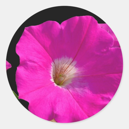 roze petunia bloem ronde sticker (Voorkant)