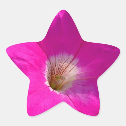 roze petunia bloem ster sticker (Voorkant)