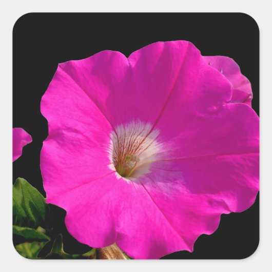 roze petunia bloem vierkante sticker (Voorkant)