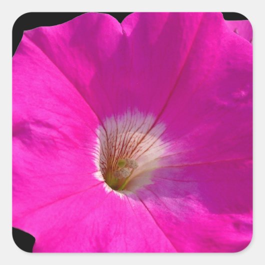 roze petunia bloem vierkante sticker (Voorkant)