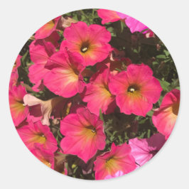Roze Petunia Bloemen Lente Ronde Sticker