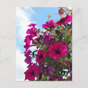 Roze petunia bloemen mand in blauwe lucht briefkaart