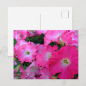 Roze petunia briefkaart (Voorkant / Achterkant)