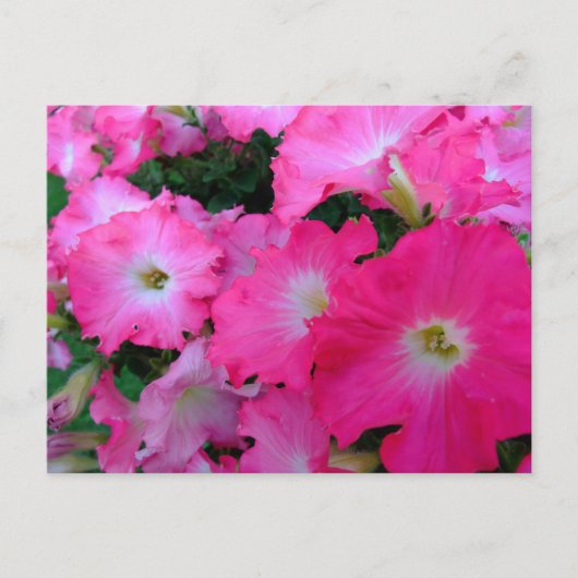 Roze petunia briefkaart (Voorkant)