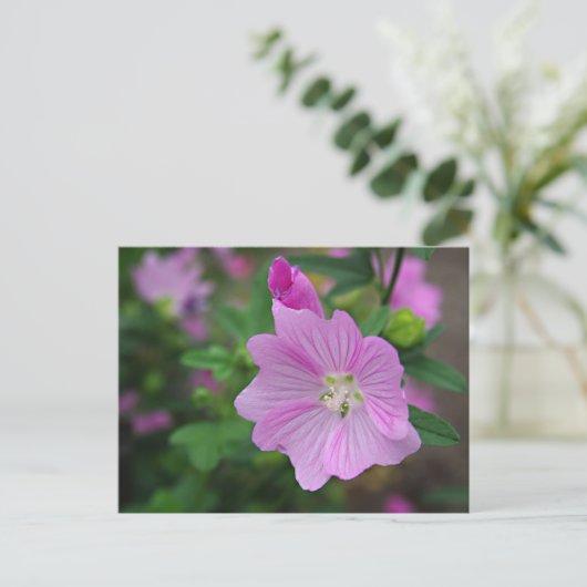 Roze Petunia Briefkaart (Staand voorkant)