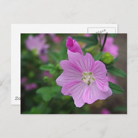 Roze Petunia Briefkaart (Voorkant / Achterkant)