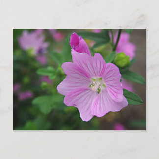 Roze Petunia Briefkaart