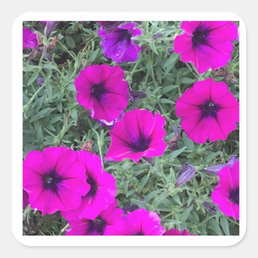 Roze Petunia Closeup Sticker (Voorkant)