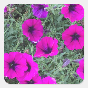 Roze Petunia Closeup Sticker