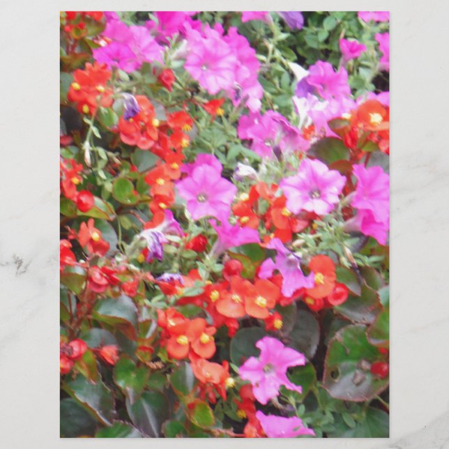 Roze petunia en rode geraniums (Voorkant)