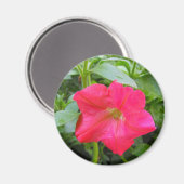 Roze Petunia Flower Magneet (Voorkant / Achterkant)