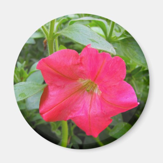 Roze Petunia Flower Magneet (Voorkant)