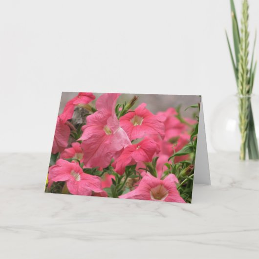 Roze Petunia Kaart (Voorkant)