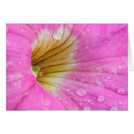 Roze Petunia met Water Drops Close-Up Foto