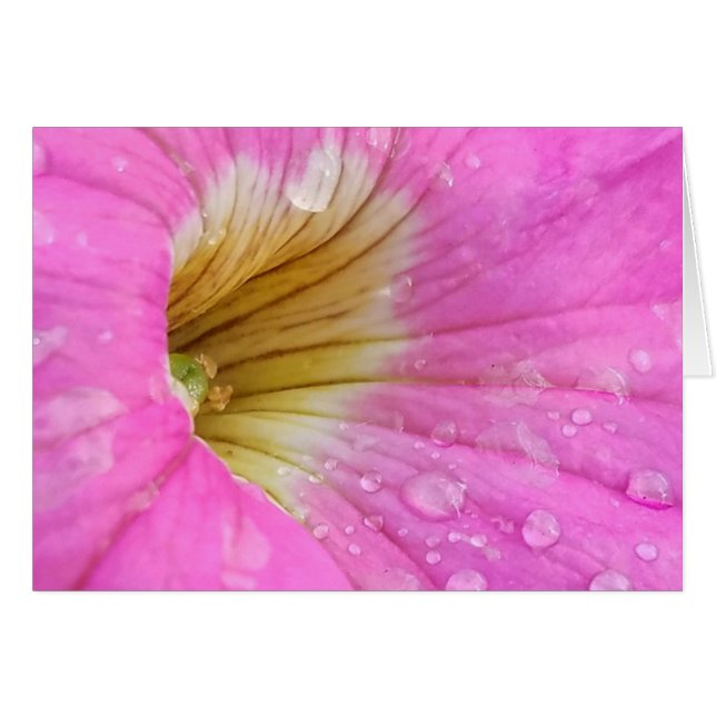 Roze Petunia met Water Drops Close-Up Foto (Voorkant Horizontaal)