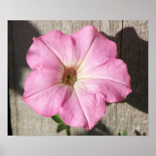 Roze Petunia Poster