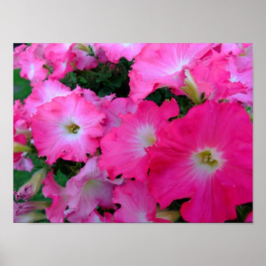 Roze petunia poster (Voorkant)