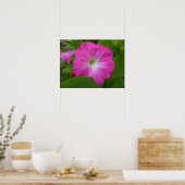 Roze petunia Print (Keuken)
