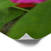 Roze petunia Print (Hoek)