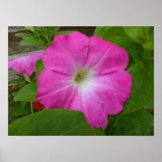 Roze petunia Print (Voorkant)