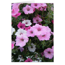 "Roze Petunias"