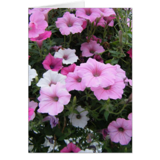 "Roze Petunias"