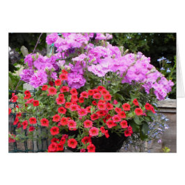 Roze Petunia's en Rode Million Bells