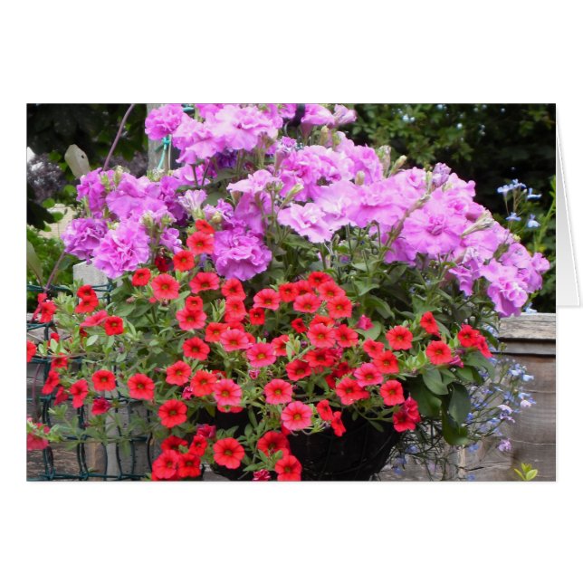 Roze Petunia's en Rode Million Bells (Voorkant Horizontaal)