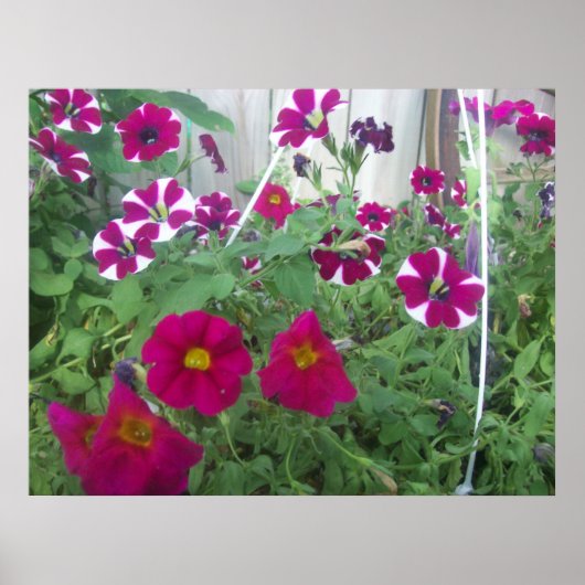 Roze Petunias Poster (Voorkant)