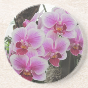 Roze Phalaenopsis Orchideeën Onderzetter