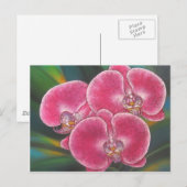 Roze Phalaenopsis Orchids Flowers Acrylverf Briefkaart (Voorkant / Achterkant)