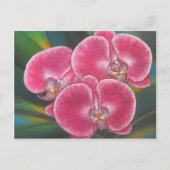 Roze Phalaenopsis Orchids Flowers Acrylverf Briefkaart (Voorkant)