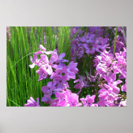 Roze Phlox en Gras Zomer Bloemen Poster