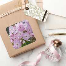 Roze Phlox Flower, Canadese fotografie