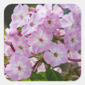 Roze Phlox Flower, Canadese fotografie Vierkante Sticker (Voorkant)