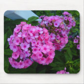Roze Phlox Flower Mousepad Muismat (Voorkant)