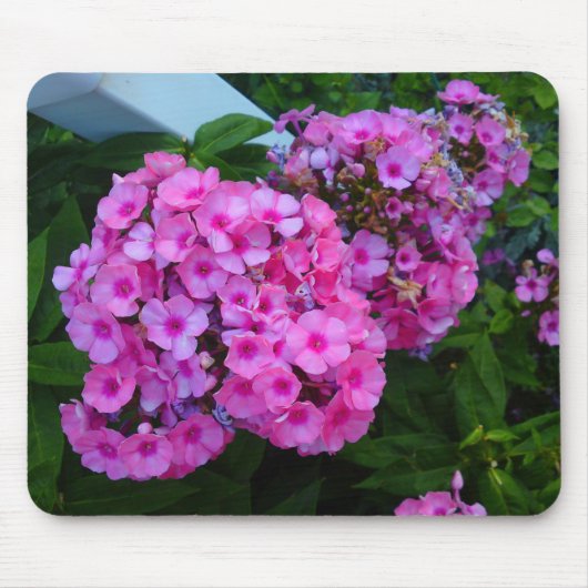 Roze Phlox Flower Mousepad Muismat (Voorkant)