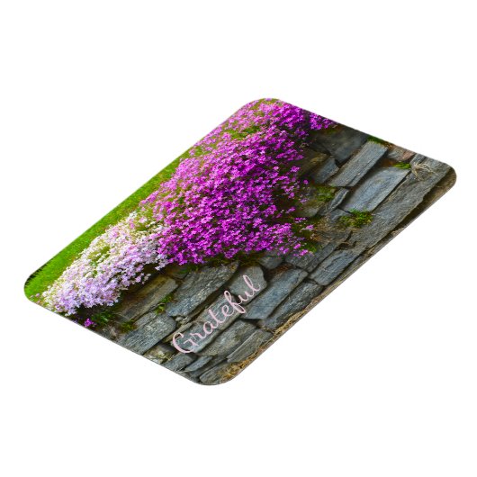  roze phlox Gratitude Magneet (Linkerzijde)