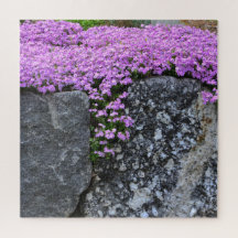 Roze Phlox op de vuilnisbelt