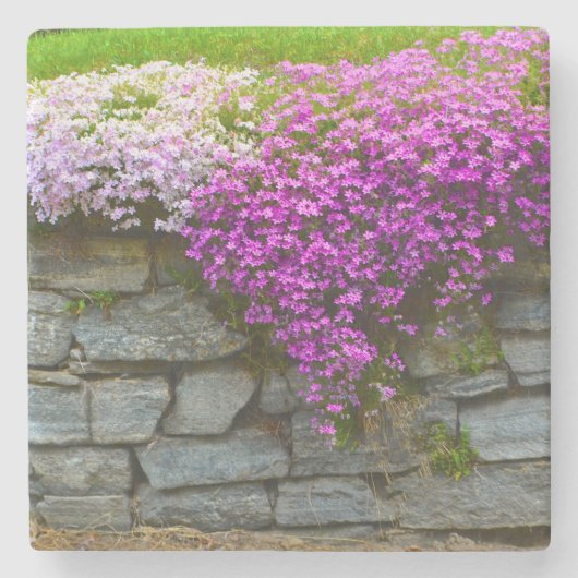 Roze Phlox Stone Onderzetter (Voorkant)