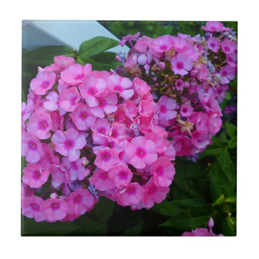 Roze Phlox Tile Tegeltje (Voorkant)
