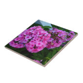 Roze Phlox Tile Tegeltje (Zijkant)