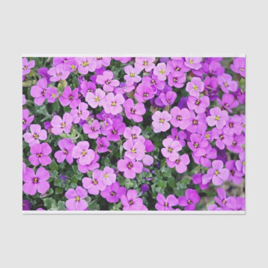 Roze Phlox Tissuepapier (Voorkant)