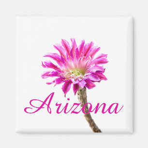 Roze Piazza cactus flower in bloom, Arizona Magneet
