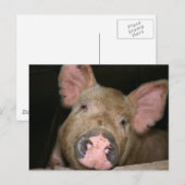 Roze piglet briefkaart (Voorkant / Achterkant)