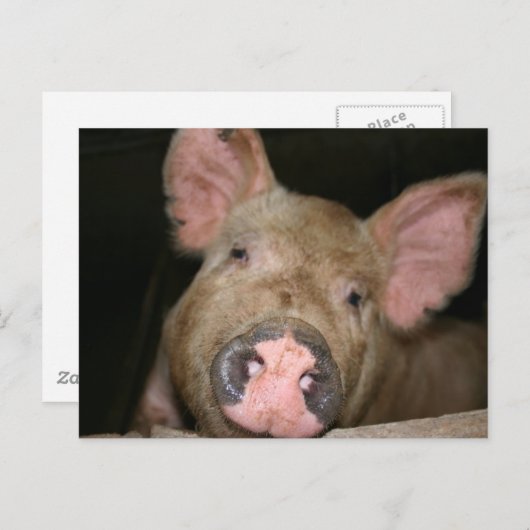 Roze piglet briefkaart (Voorkant / Achterkant)